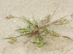 Cenchrus longispinus