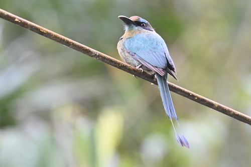Keel-billed Motmot (Electron carinatum)