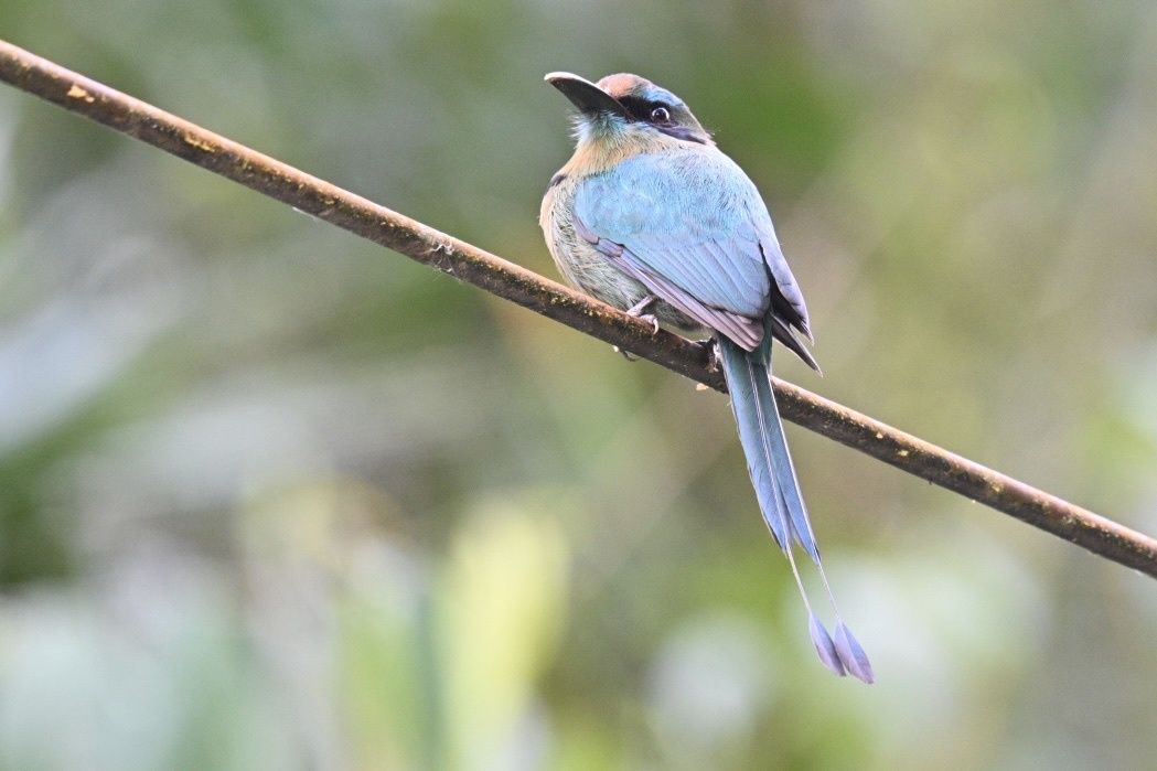 Keel-billed Motmot (Electron carinatum), photo 1