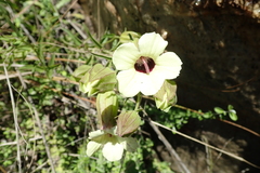 Melasma scabrum scabrum