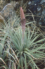 Puya humilis