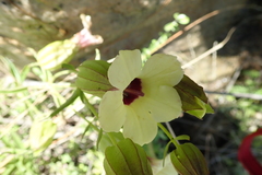 Melasma scabrum scabrum