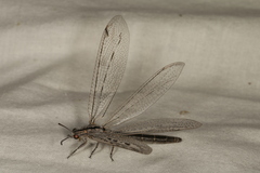 Heoclisis fundata