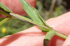 Melasma scabrum scabrum