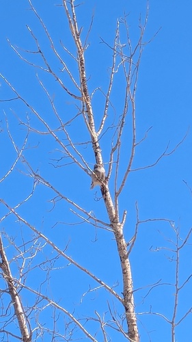 Northern Hawk Owl