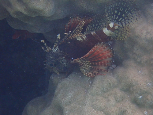 Dendrochirus zebra