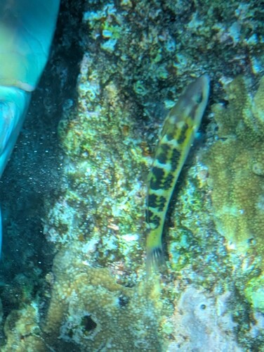 Jansen's Wrasse (Thalassoma jansenii)