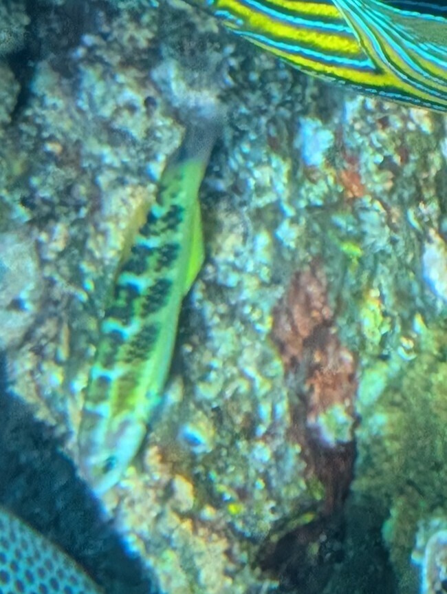 Jansen's Wrasse (Thalassoma jansenii) — recorded at Princess Bay