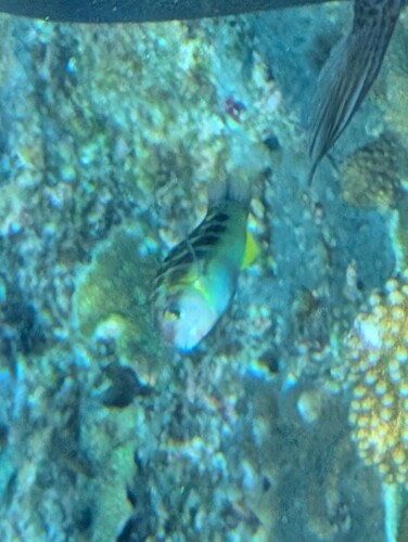 Jansen's Wrasse (Thalassoma jansenii)