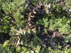 Aloe distans