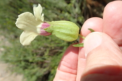 Melasma scabrum scabrum