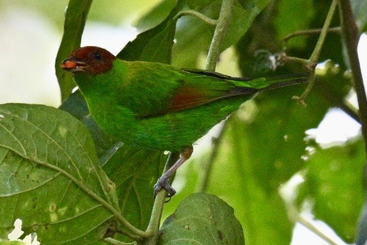 Rufous-winged Tanager (Tangara lavinia), photo 5
