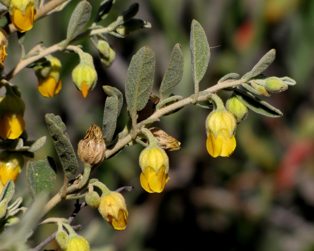 Hermannia incana