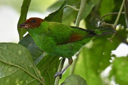 Rufous-winged Tanager (Tangara lavinia), photo 6