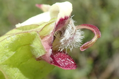 Melasma scabrum scabrum