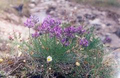 Oxytropis arctica taimyrensis