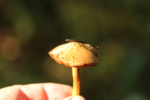 Наблюдение на iNaturalist