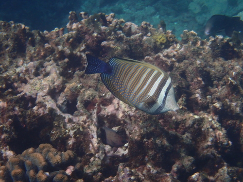 Zebrasoma desjardinii
