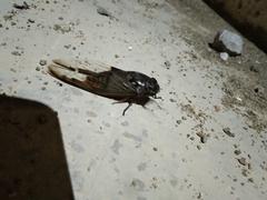 Cryptotympana facialis