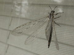 Heoclisis fundata