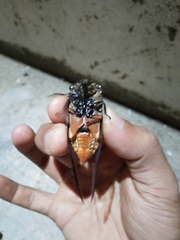 Cryptotympana facialis