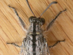 Heoclisis fundata