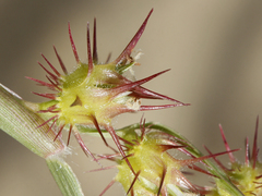 Cenchrus longispinus