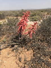 Gonialoe variegata
