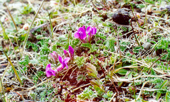 Oxytropis arctica taimyrensis