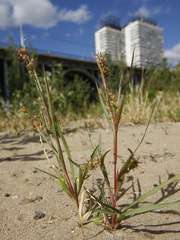 Cenchrus longispinus