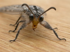 Heoclisis fundata