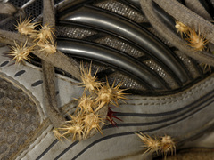 Cenchrus longispinus