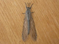 Heoclisis fundata