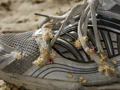 Cenchrus longispinus