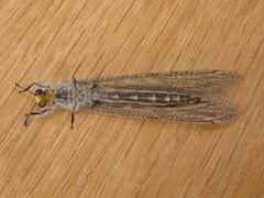 Heoclisis fundata
