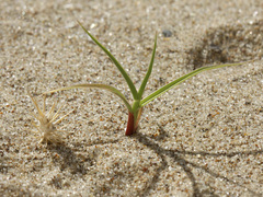 Cenchrus longispinus