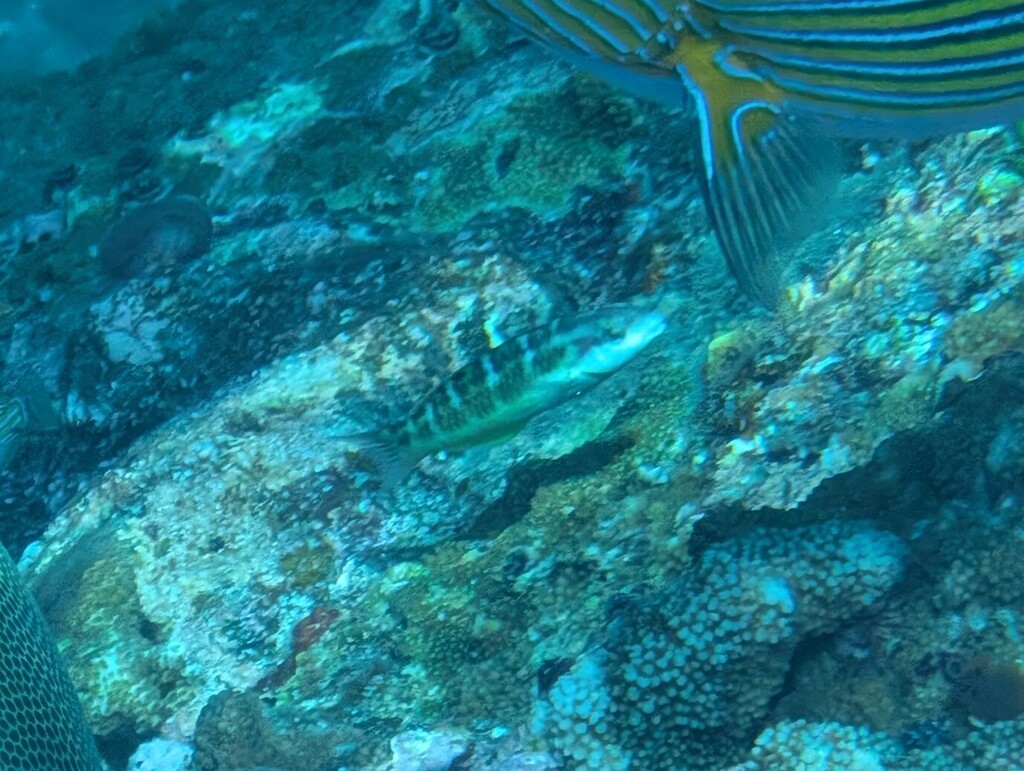 Jansen's Wrasse (Thalassoma jansenii) — recorded at Beacon Beach