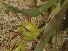 Cenchrus longispinus