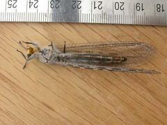 Heoclisis fundata