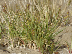 Cenchrus longispinus