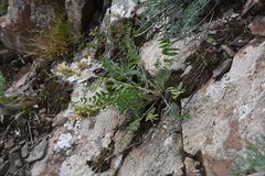 Oxytropis katangensis
