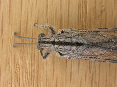 Heoclisis fundata