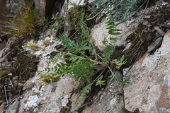 Oxytropis katangensis