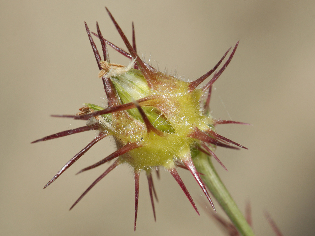 Sandbur