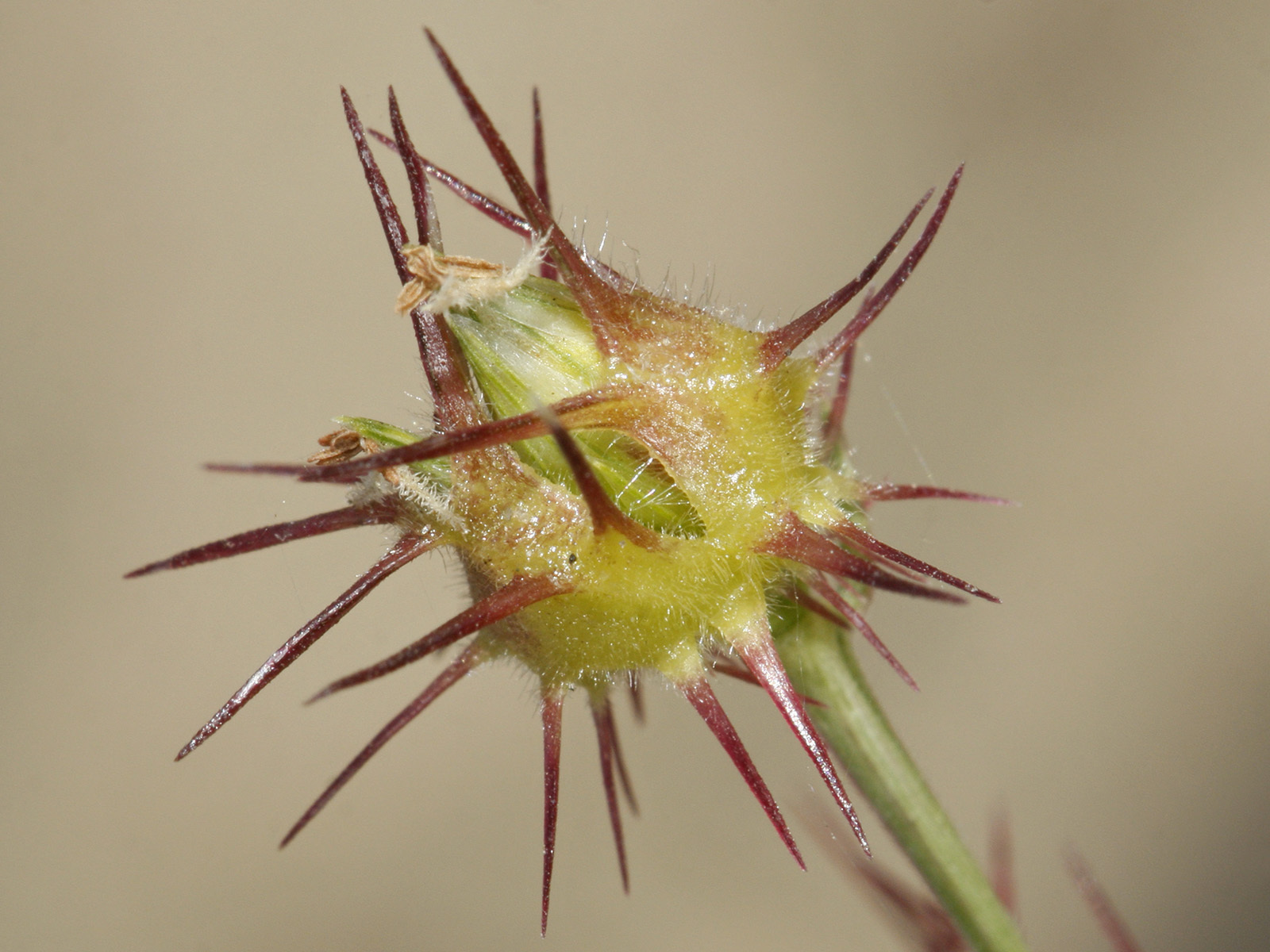 Cenchrus longispinus