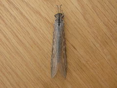 Heoclisis fundata