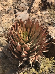 Aloe broomii