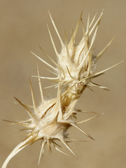 Cenchrus longispinus