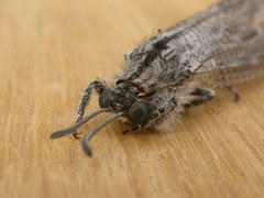 Heoclisis fundata