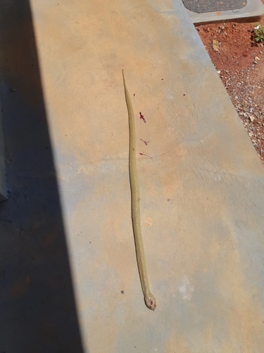 Wagler's Snake